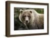 Brown Bear, Katmai National Park, Alaska-null-Framed Photographic Print