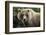 Brown Bear, Katmai National Park, Alaska-null-Framed Photographic Print