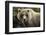 Brown Bear, Katmai National Park, Alaska-null-Framed Photographic Print