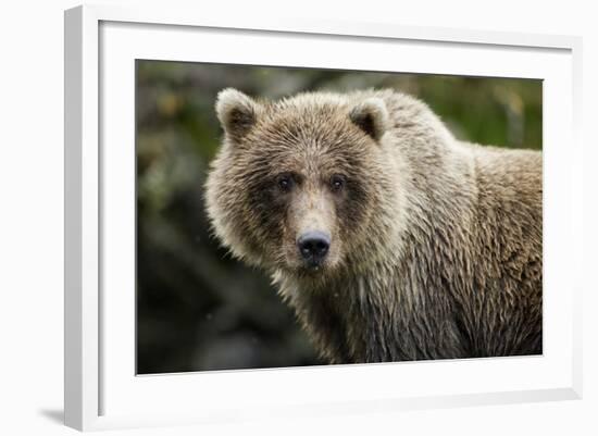 Brown Bear, Katmai National Park, Alaska-null-Framed Photographic Print