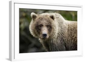 Brown Bear, Katmai National Park, Alaska-null-Framed Photographic Print