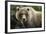 Brown Bear, Katmai National Park, Alaska-null-Framed Photographic Print