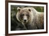 Brown Bear, Katmai National Park, Alaska-null-Framed Photographic Print