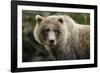 Brown Bear, Katmai National Park, Alaska-null-Framed Photographic Print