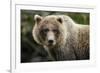 Brown Bear, Katmai National Park, Alaska-null-Framed Photographic Print