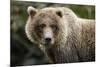 Brown Bear, Katmai National Park, Alaska-null-Mounted Photographic Print