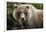 Brown Bear, Katmai National Park, Alaska-null-Framed Photographic Print