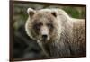 Brown Bear, Katmai National Park, Alaska-null-Framed Photographic Print