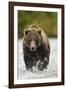 Brown Bear, Katmai National Park, Alaska-null-Framed Photographic Print