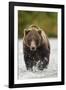 Brown Bear, Katmai National Park, Alaska-null-Framed Photographic Print