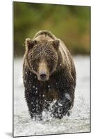 Brown Bear, Katmai National Park, Alaska-null-Mounted Photographic Print