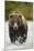 Brown Bear, Katmai National Park, Alaska-null-Mounted Photographic Print