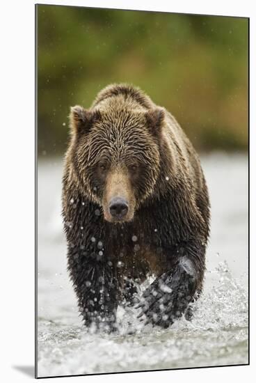 Brown Bear, Katmai National Park, Alaska-null-Mounted Photographic Print