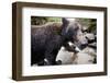 Brown Bear, Katmai National Park, Alaska-null-Framed Photographic Print