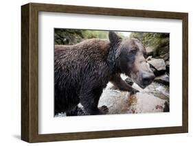 Brown Bear, Katmai National Park, Alaska-null-Framed Photographic Print