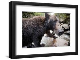 Brown Bear, Katmai National Park, Alaska-null-Framed Photographic Print