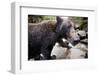 Brown Bear, Katmai National Park, Alaska-null-Framed Photographic Print