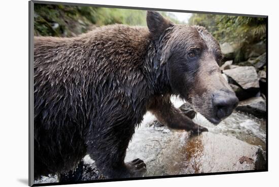 Brown Bear, Katmai National Park, Alaska-null-Mounted Photographic Print