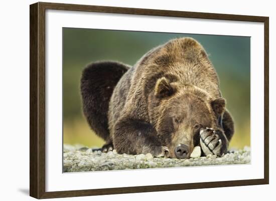 Brown Bear, Katmai National Park, Alaska-null-Framed Photographic Print