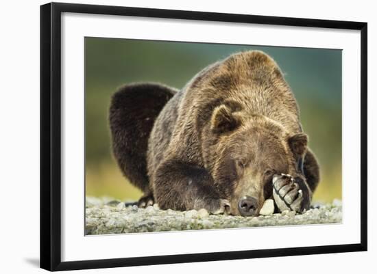 Brown Bear, Katmai National Park, Alaska-null-Framed Photographic Print