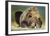 Brown Bear, Katmai National Park, Alaska-null-Framed Photographic Print