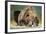 Brown Bear, Katmai National Park, Alaska-null-Framed Photographic Print