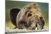 Brown Bear, Katmai National Park, Alaska-null-Mounted Photographic Print