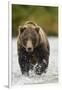 Brown Bear, Katmai National Park, Alaska-null-Framed Photographic Print