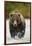 Brown Bear, Katmai National Park, Alaska-null-Framed Photographic Print