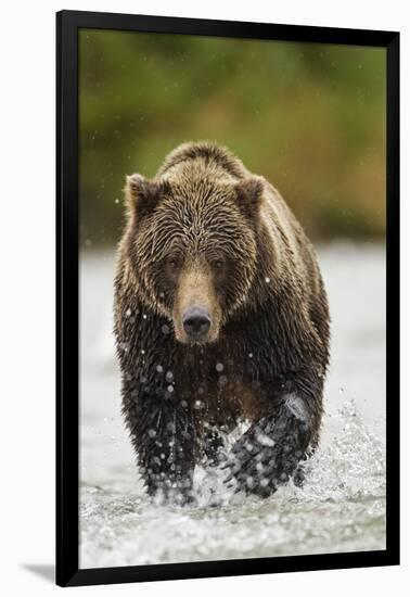 Brown Bear, Katmai National Park, Alaska-null-Framed Photographic Print