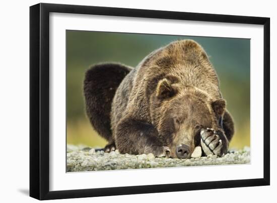 Brown Bear, Katmai National Park, Alaska-null-Framed Photographic Print