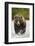 Brown Bear, Katmai National Park, Alaska-null-Framed Photographic Print