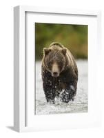 Brown Bear, Katmai National Park, Alaska-null-Framed Photographic Print