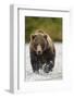 Brown Bear, Katmai National Park, Alaska-null-Framed Photographic Print