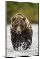 Brown Bear, Katmai National Park, Alaska-null-Mounted Photographic Print