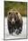 Brown Bear, Katmai National Park, Alaska-null-Mounted Photographic Print