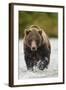 Brown Bear, Katmai National Park, Alaska-null-Framed Photographic Print