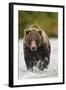 Brown Bear, Katmai National Park, Alaska-null-Framed Photographic Print