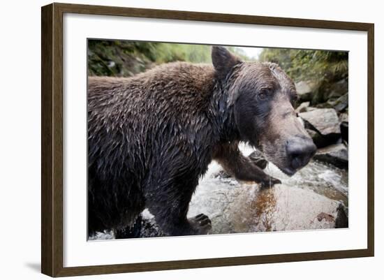 Brown Bear, Katmai National Park, Alaska-null-Framed Photographic Print