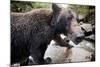 Brown Bear, Katmai National Park, Alaska-null-Mounted Photographic Print