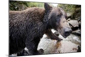 Brown Bear, Katmai National Park, Alaska-null-Mounted Photographic Print