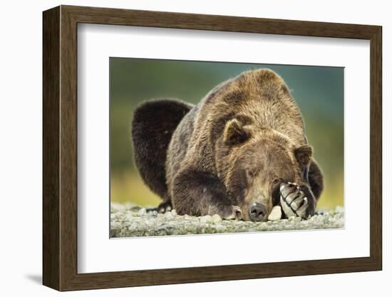 Brown Bear, Katmai National Park, Alaska-null-Framed Photographic Print