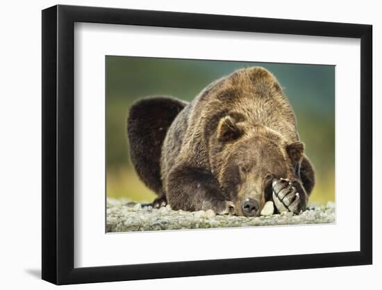 Brown Bear, Katmai National Park, Alaska-null-Framed Photographic Print