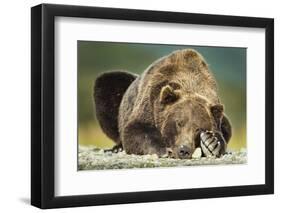 Brown Bear, Katmai National Park, Alaska-null-Framed Photographic Print