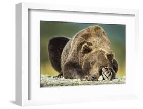 Brown Bear, Katmai National Park, Alaska-null-Framed Photographic Print