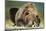 Brown Bear, Katmai National Park, Alaska-null-Mounted Photographic Print