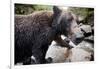 Brown Bear, Katmai National Park, Alaska-null-Framed Photographic Print