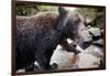 Brown Bear, Katmai National Park, Alaska-null-Framed Photographic Print