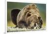 Brown Bear, Katmai National Park, Alaska-null-Framed Photographic Print