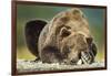 Brown Bear, Katmai National Park, Alaska-null-Framed Photographic Print